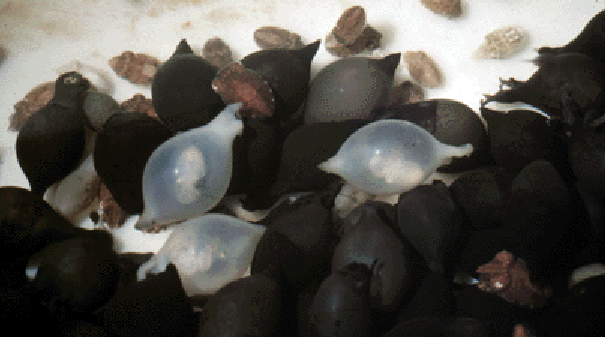 Sepia officinalis eggs